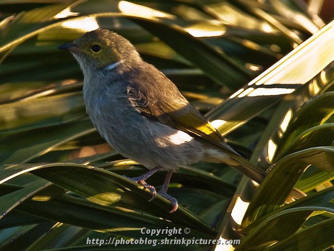 White Plumed Honeyeater