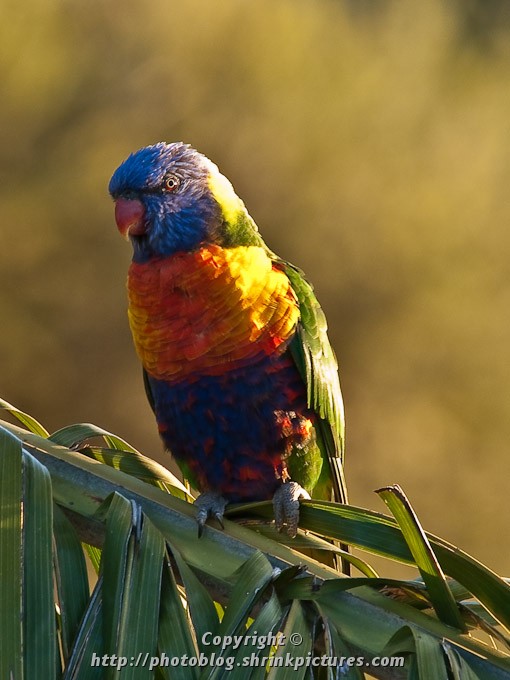 Rainbow Lorikeet