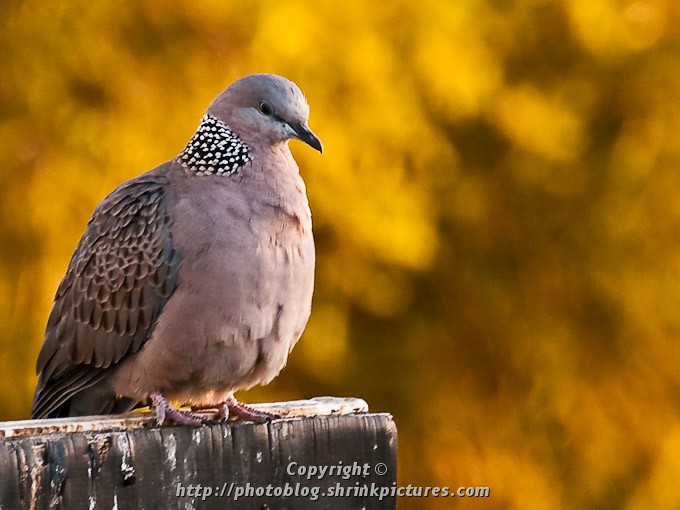 Spotted Turtle Dove