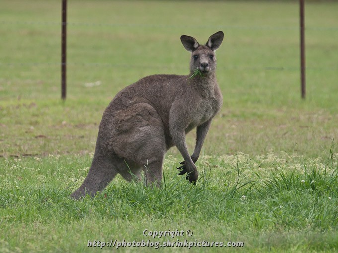 Kangaroo