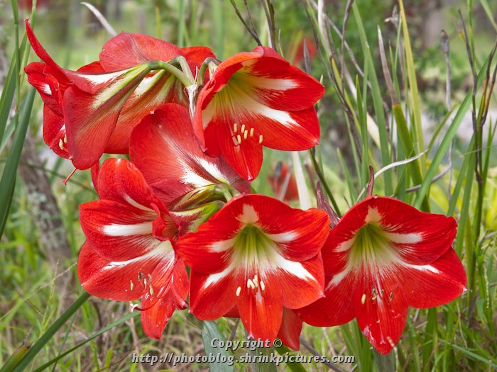 Red Flowers