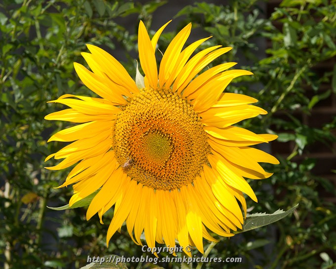 Gathering Pollen