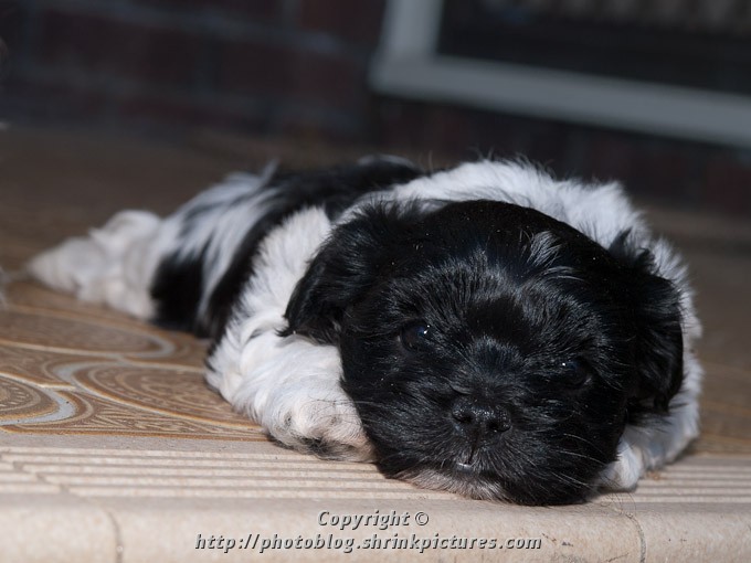 Puppy