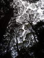 Tree tops