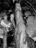 Gum Tree