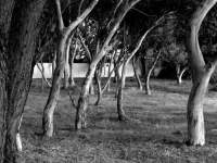 gum trees