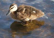 Duckling