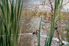 Duck swimming