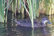 emerging from the reeds