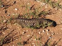 Sleepy Lizard