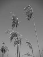 reeds