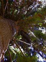 Huge Bunya Pine