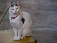 Kit Kat