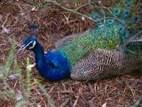Peacock