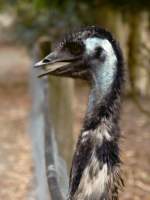 Emu