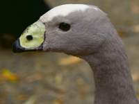 Cape Barren Goose