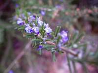 Rosemary