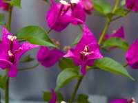 Bougainvillea