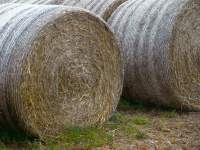Hay