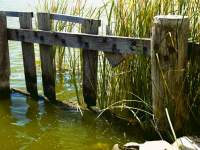 Fence and Rushes