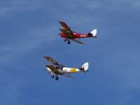 Tiger Moths