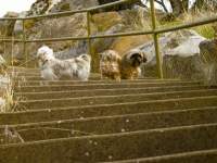 Dogs Perspective