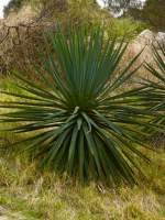 Spiky Leaves