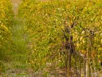 Autumn Grapes
