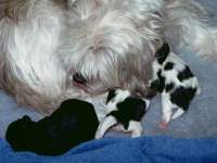 Mother and Daughters