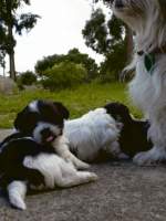 More Puppies