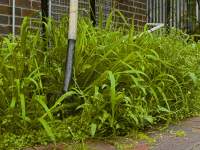 Overgrown