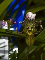 Mr Orchid