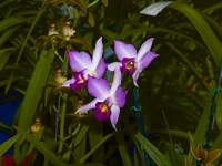 Purple Orchid