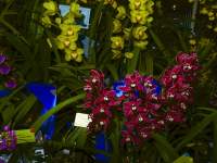 Sea of colour