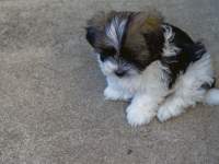 9 Weeks