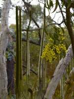 Wattle