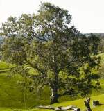 Gum Tree