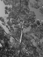 Tree Canopy