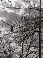 Street Light