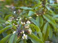 Flowering Shrub