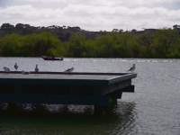 Birds and Boat