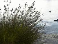 Reeds