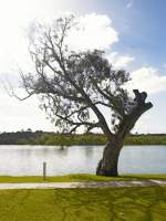River Gum