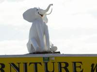 White Elephant