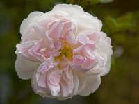 A hint of pink