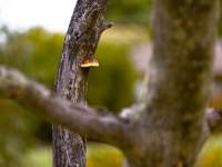 Fungus