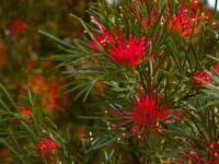 Red Grevillea