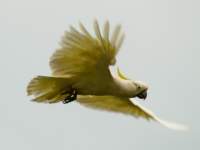 Sulpher Crested Cockatoo