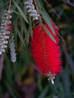 Bottlebrush