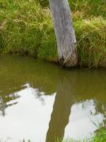 Ripples